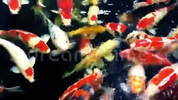 五颜六色的鲤鱼在灰色的池塘里游泳视频的预览图