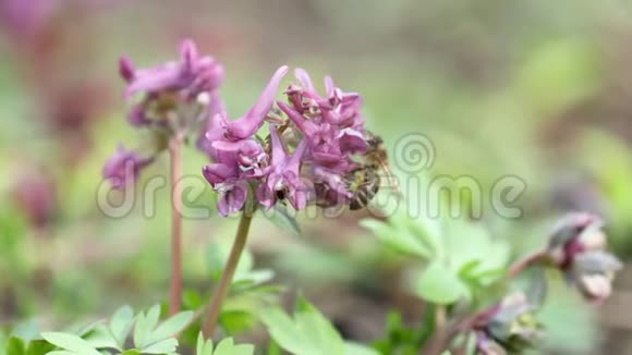 紫罗兰在微风中绽放着延胡索蜜蜂采集花蜜和苍蝇多利射击视频的预览图