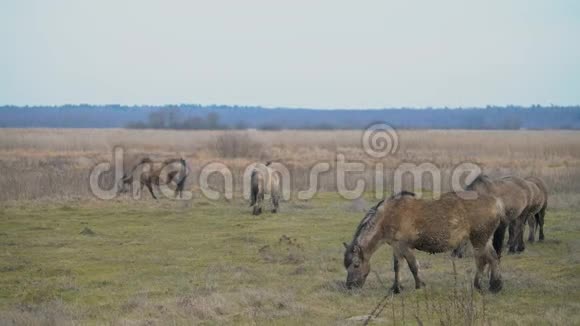非常罕见的波兰野生小马在刮风的日子里吃冬草波兰东部的自然公园视频的预览图