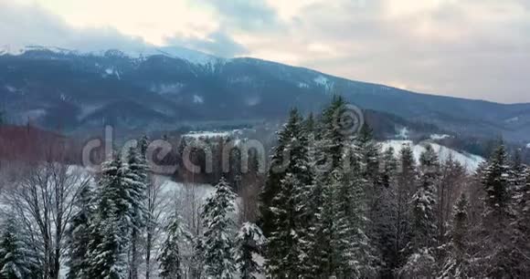 森林覆盖着积雪的鸟瞰图视频的预览图