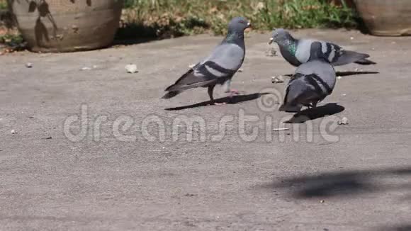 鸽子在人行道上吃食物鸟类户外背景视频的预览图