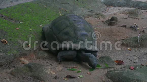 奥达布拉大龟浏览叶奥达布拉切利斯吉甘特亚马河岛塞舌尔视频的预览图