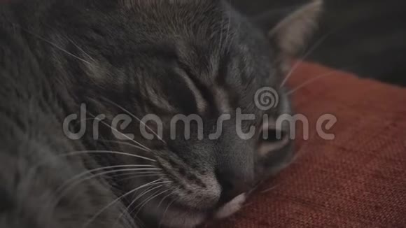 入睡灰猫的特写镜头视频的预览图