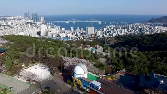 韩国釜山吉木里昂山樱花盛开的鸟瞰图视频的预览图