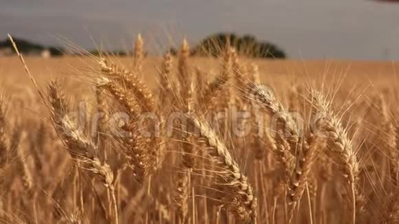 雄手在一片广阔的田野里摸着熟麦的耳朵视频的预览图