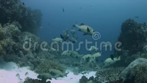 菲律宾珊瑚礁上的哈莱金甜唇4k视频的预览图