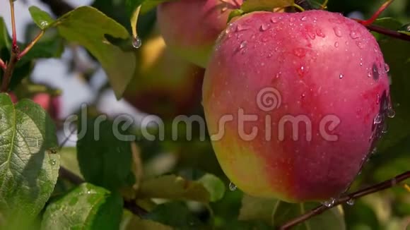 一滴雨点落在树枝上成熟的大红苹果上视频的预览图
