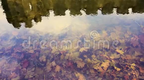 在春天的一天秋天的树叶落在透明的河底视频的预览图