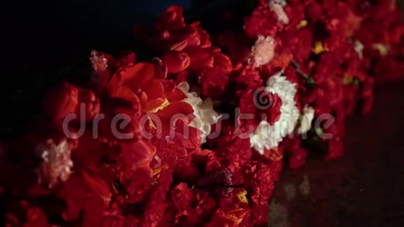 永恒的火焰红色康乃馨躺在雨中视频的预览图