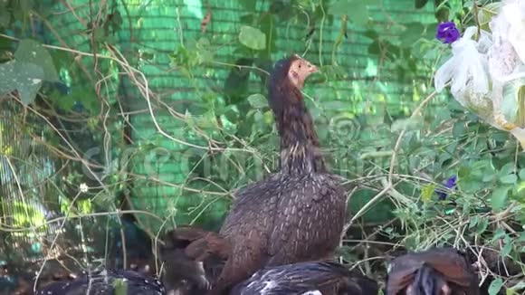 当地鸡吃绿色植物野生动物自然背景视频的预览图
