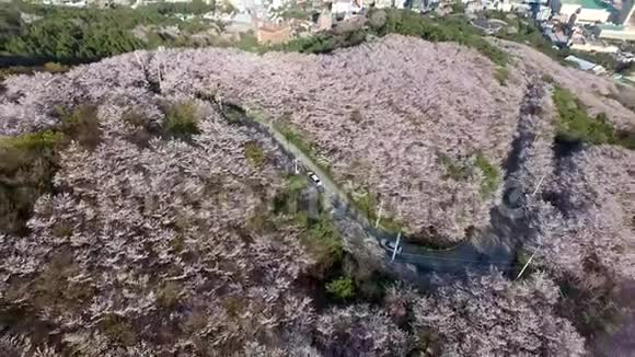 韩国釜山吉木里昂山樱花盛开的鸟瞰图视频的预览图