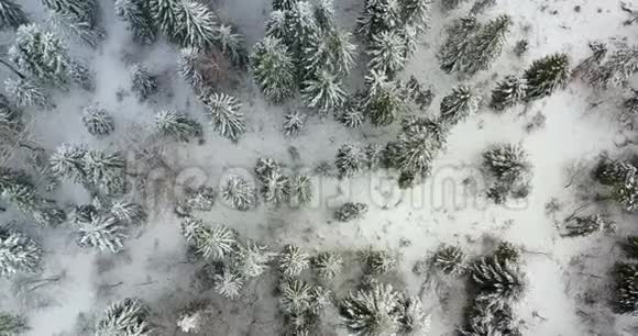 森林覆盖着积雪的鸟瞰图视频的预览图