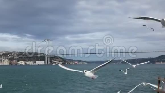伊斯坦布尔的海鸥飞过大海慢动作视频的预览图