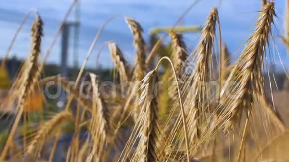 植物附近金黄色成熟小麦的穗状花序视频的预览图