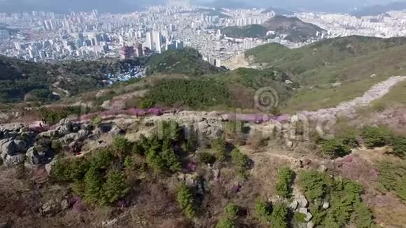 春天的花朵绽放在红山釜山韩国亚洲视频的预览图