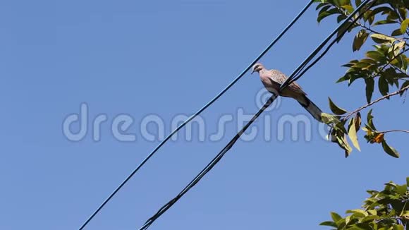 鸽子栖息在电线上树顶和蓝天背景上视频的预览图