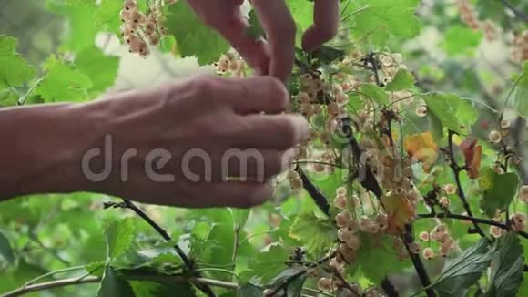 带覆盖的草莓灌木特写镜头农业视频的预览图