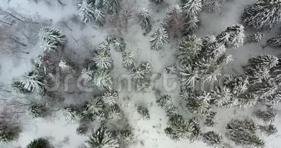 高山积雪覆盖的森林鸟瞰图视频的预览图