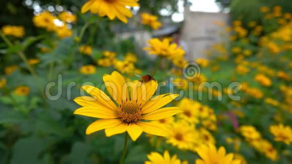 大黄蜂收集花粉飞过鲜艳的黄花视频的预览图