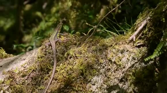 野生蜥蜴沐浴在阳光下的石头上森林里有绿色的地衣特写视频的预览图