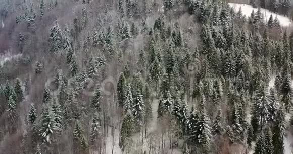高山积雪覆盖的森林鸟瞰图视频的预览图