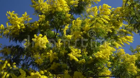 黄花蓝天的小树含羞草视频的预览图