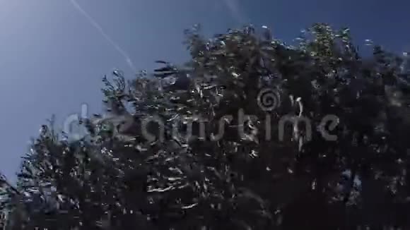 一棵橄榄树的枝叶被强风吹动视频的预览图