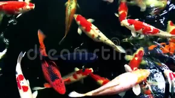 美丽的五彩锦鲤鱼在游泳池里游泳视频的预览图