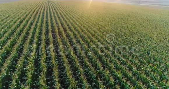 农田种植玉米的鸟瞰图视频的预览图