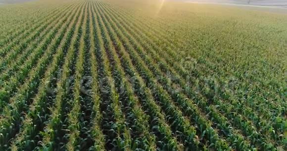 农田种植玉米的鸟瞰图视频的预览图