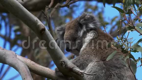 考拉睡在奥特威角的树上视频的预览图
