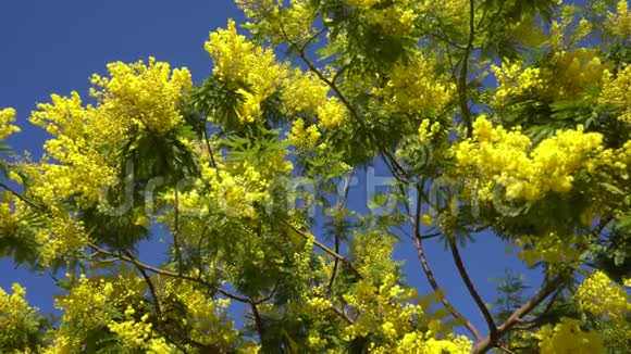 中亚经济体蓝天黄树视频的预览图