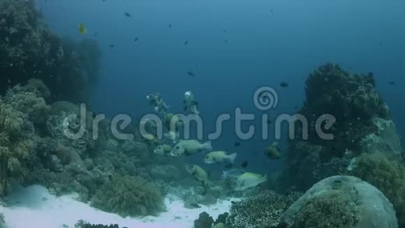 菲律宾珊瑚礁上的哈莱金甜唇4k视频的预览图