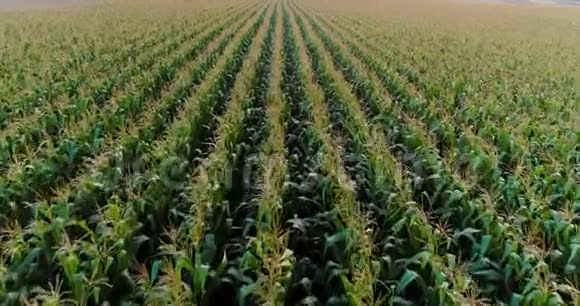 玉米田农业气丸视频的预览图