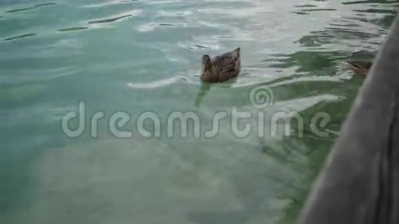 野鸭漂浮在清澈透明的湖水上视频的预览图