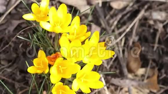 蜜蜂采集花蜜和苍蝇在微风中黄色盛开的番红花晴天视频的预览图