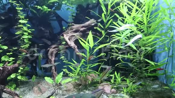 河底全景用小鱼藻漂木生态海洋生物视频的预览图