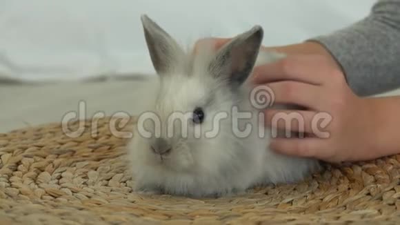 孩子的手温柔地抚摸着一只可爱的灰色毛茸茸的兔子视频的预览图