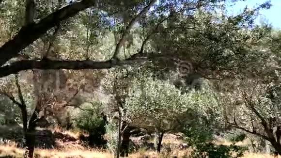 散步看橄榄树视频的预览图