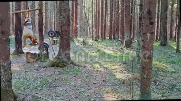 抗病毒检疫条件下的运动自我隔离森林露天健身房手工制作的木制横梁模拟器t视频的预览图