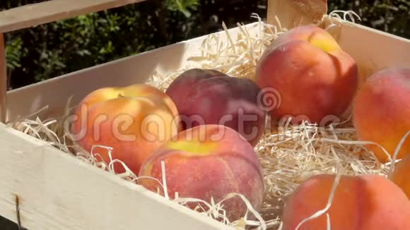 手把一个成熟的美味的桃子放在一个木箱里花园里有刨花视频的预览图