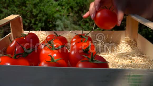 女人的手把成熟的令人垂涎的红西红柿放进一个装有木刨花的盒子里视频的预览图