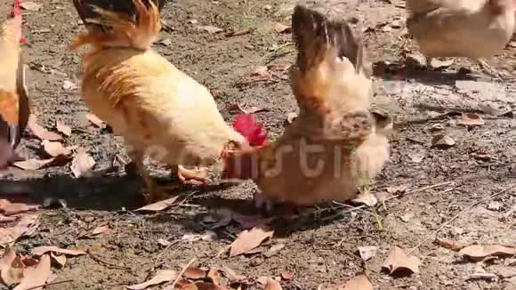 公鸡在地上吃米饭视频的预览图