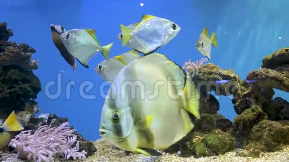 鱼缸美丽的鱼在水族馆里游泳一个五颜六色的水族馆里面装满了卡拉拉石视频的预览图