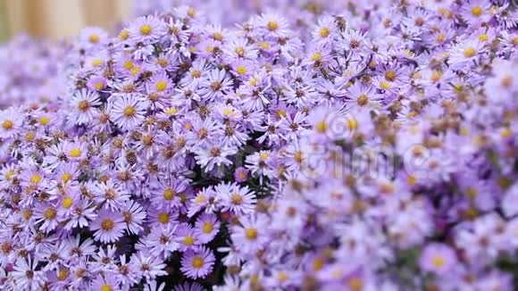 五颜六色的紫丁香紫薇花在秋天的阴天生长和开花蜜蜂和蝴蝶飞来飞去视频的预览图
