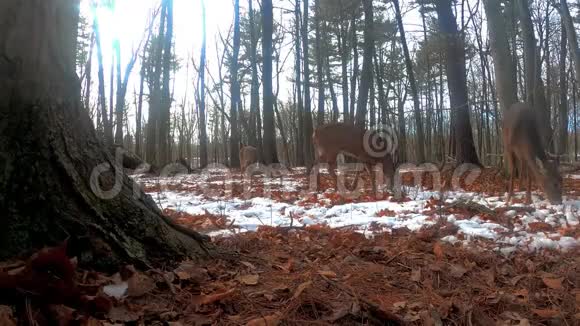 鹿威斯康星州森林中的白尾鹿几个白色的尾巴在雪林里视频的预览图