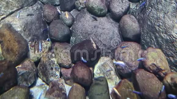在海藻石的背景下观看海底游泳鱼生态海洋生物视频的预览图
