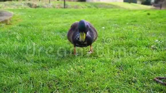 在阳光明媚的日子里野鸭在春天公园的绿色草地上吃东西视频的预览图
