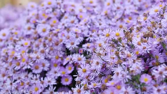 五颜六色的紫丁香紫薇花在秋天的阴天生长和开花蜜蜂和蝴蝶飞来飞去视频的预览图