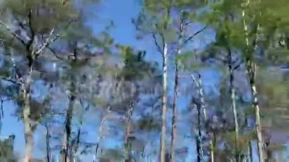 从车辆快速移动的树木到蓝色的天空在循环中观看视频的预览图